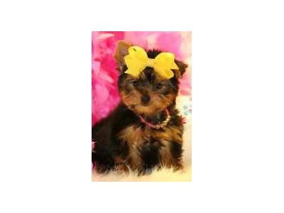 AKC Teacup Yorkie Puppies For Adoption 