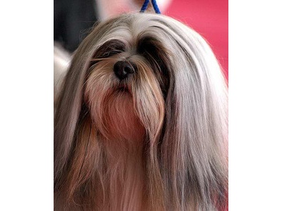 Online Data Entry Job