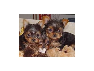 Gorgeous teacup yorkie puppies for free