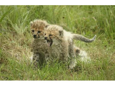  Adorable and tamed cheetah cubs for sal
